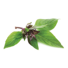 Basil Thai - Snedkerværktøj