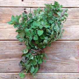 Oregano Greek - Snedkerværktøj
