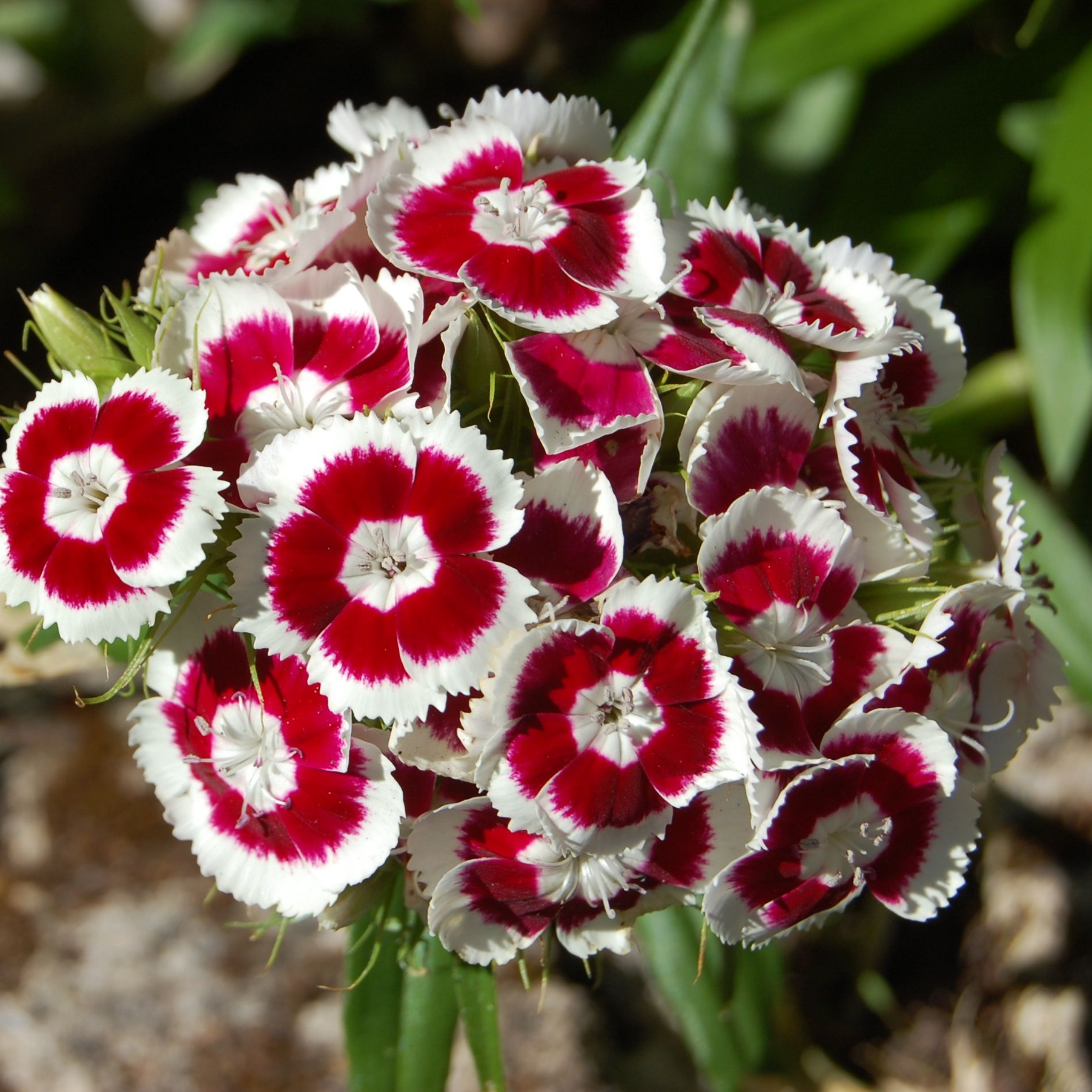 Bag Med Blomster – En Eksklusiv Frøsamling til Søde og Farverige Kreationer - 0
