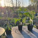 Three potted plants on a metal table outdoors with a garden background