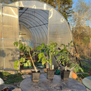 Potted plants on a table outside with a greenhouse in the background