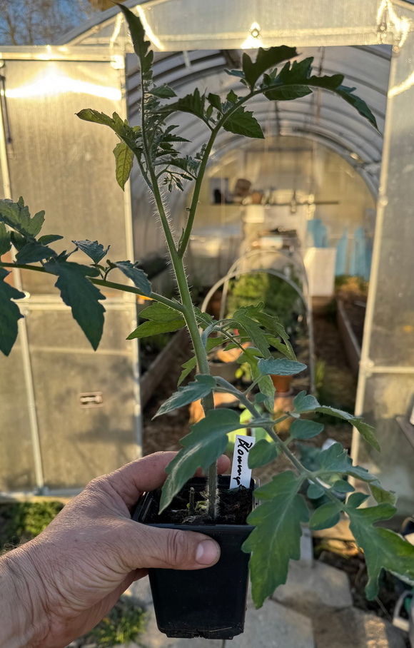 🍅 Økologiske Tomatplanter – Lokalt Fremavlet SENDES IKKE skal afhentes i butikken