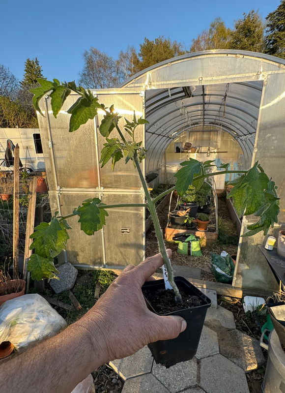 🍅 Økologiske Tomatplanter – Lokalt Fremavlet SENDES IKKE skal afhentes i butikken