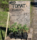🍅 Økologiske Tomatplanter – Lokalt Fremavlet SENDES IKKE skal afhentes i butikken-1
