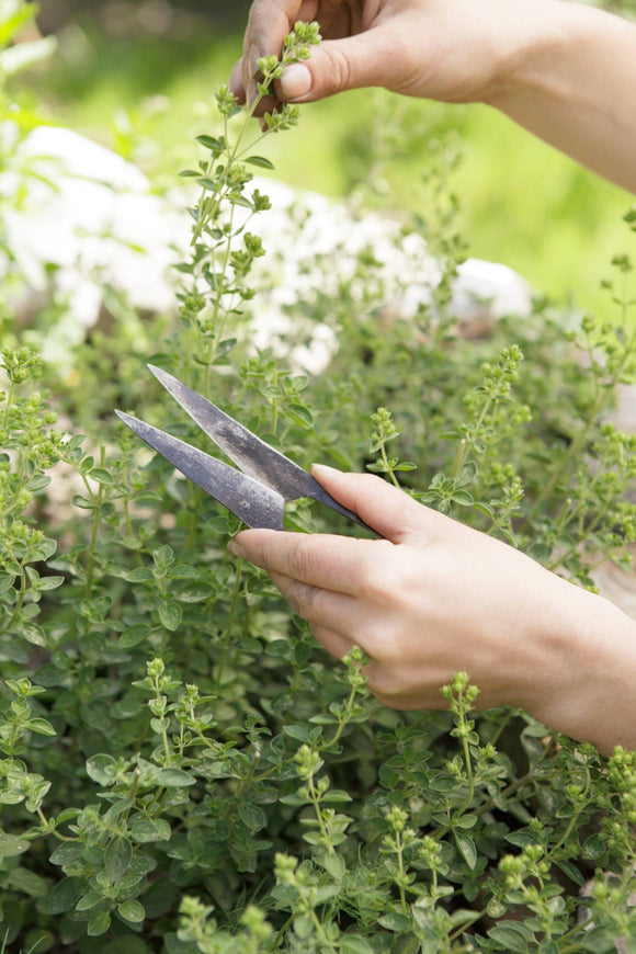 AUTHENTIC BLADES MO, herb scissors, cutting length 4 - 8cm made of carbon steel - Snedkerværktøj