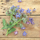 Borage Flower Mix - Snedkerværktøj