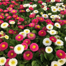 Sweet Love Flowers-2