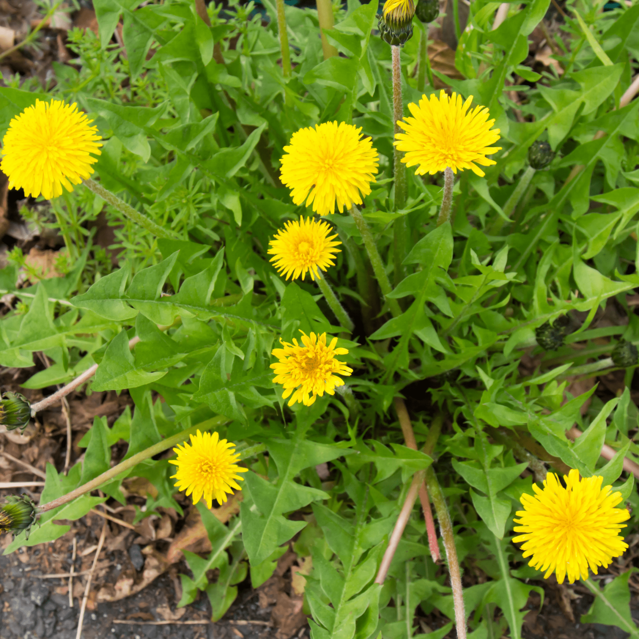 Dandelion Vert de Montmagny - Snedkerværktøj