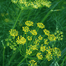 Dill Mammouth Long Island - Snedkerværktøj