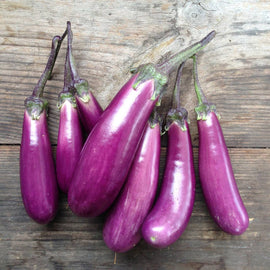 Eggplant Slim Jim - Snedkerværktøj