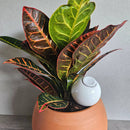 Gavesæt med selvvandingskrukker i håndlavet terrakotta – smuk og bæredygtig gaveidé - Snedkerværktøj