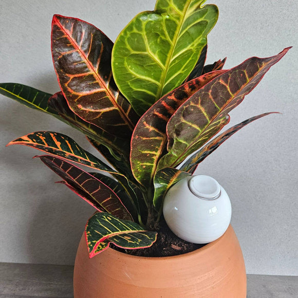 Gavesæt med selvvandingskrukker i håndlavet terrakotta – smuk og bæredygtig gaveidé - Snedkerværktøj