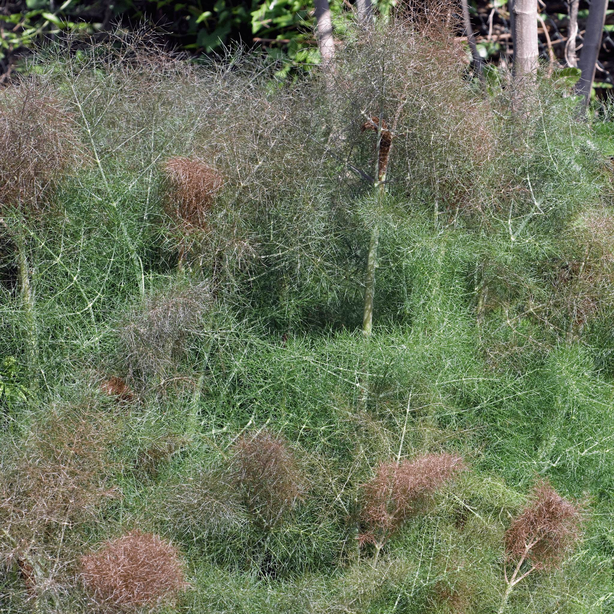 Ladybird’s Shelter Herbs - Snedkerværktøj