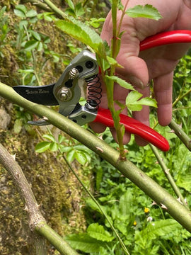 Small gardener shears - Snedkerværktøj