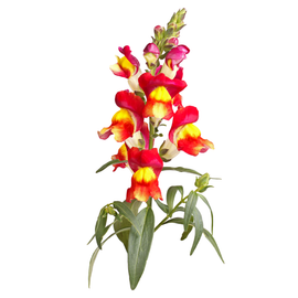 Snapdragon Brighton Rock - Snedkerværktøj