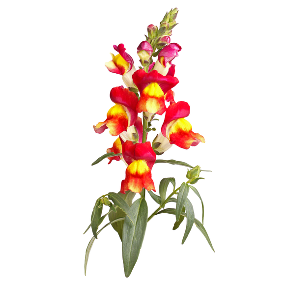Snapdragon Brighton Rock - Snedkerværktøj