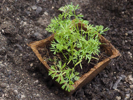 Square natural fiber pots 8x8 cm (4u) - NATPOT CL - Snedkerværktøj