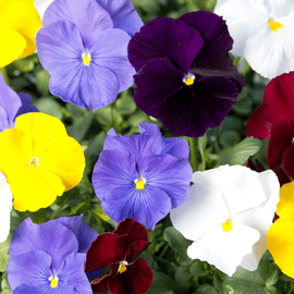 Stedmoderblomst 'Clear Crystals Mix' – Storblomstret og Spiselig Skønhed - Snedkerværktøj