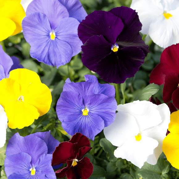 Stedmoderblomst 'Clear Crystals Mix' – Storblomstret og Spiselig Skønhed - Snedkerværktøj