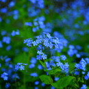 Sweet Love Flowers - Snedkerværktøj