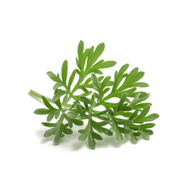 Wormwood (Absinthe) - Snedkerværktøj