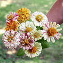 Zinnia Peppermint Stick - Snedkerværktøj